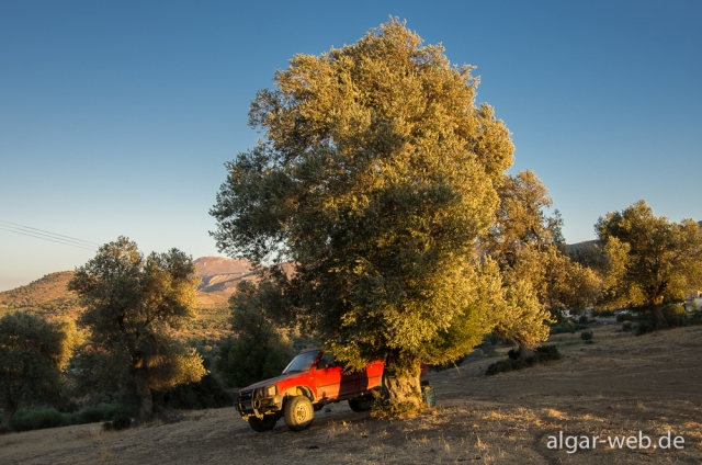 Sonnenuntergang mit Pickup und Olivenbaum