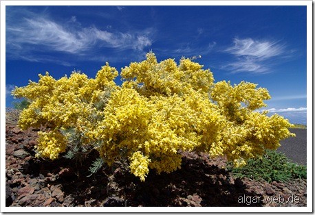 Blühender Ginster auf dem Roque de los Muchachos, La Palma, Kanarische Inseln