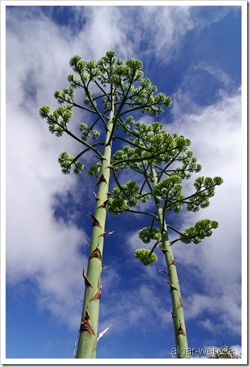 La Palma: Blütenstände von Agaven