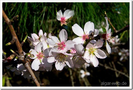 Januar/Februar in der Algarve - Die Zeit der Mandelblüte