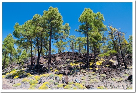 Kiefernwald mit Blumenmeer und Lava auf dem Weg zum Teide; Teneriffa Ende März 2010