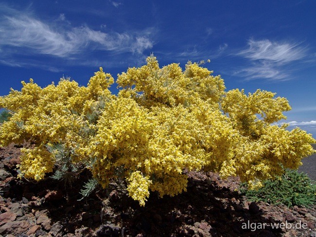 La palma farbkontraste 0913