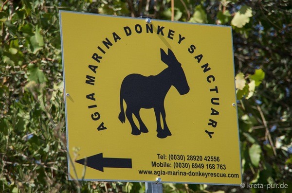 Agia marina donkey rescue 2188