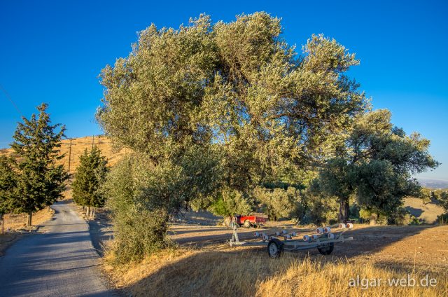 Abendstimmung Messara / Sivas