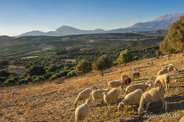 Abendstimmung Messara / Sivas