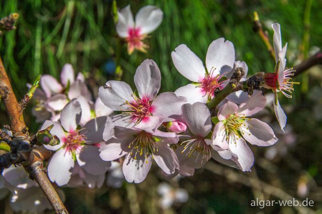 Mandelblüte